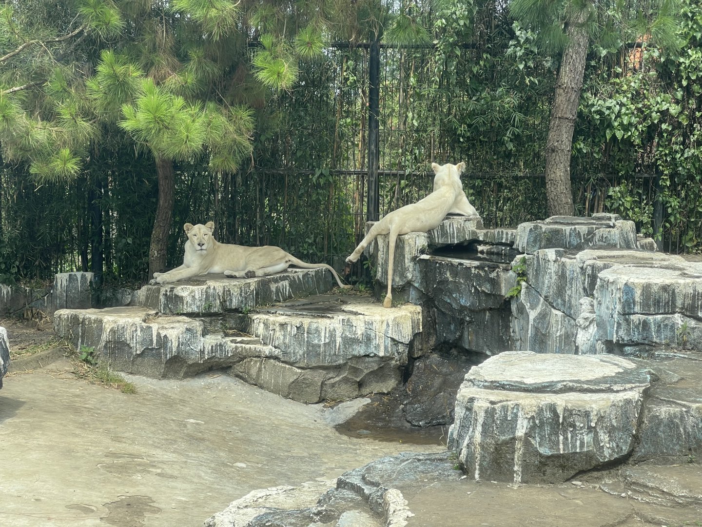 white lion (panthera leo) (1)