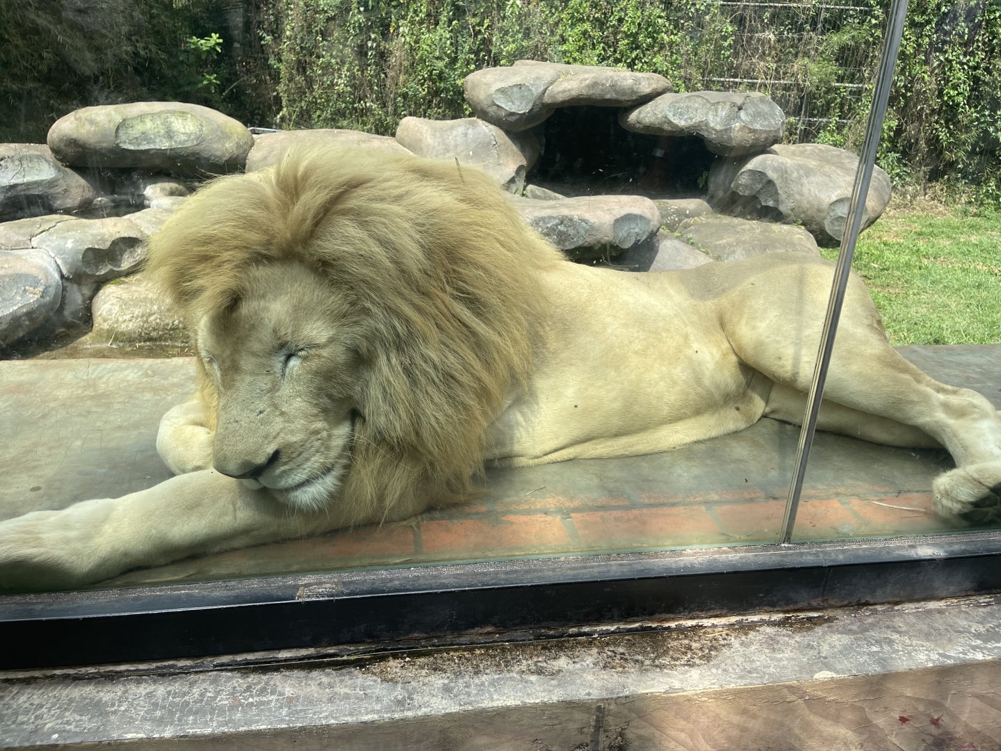 white lion (panthera leo) (2)