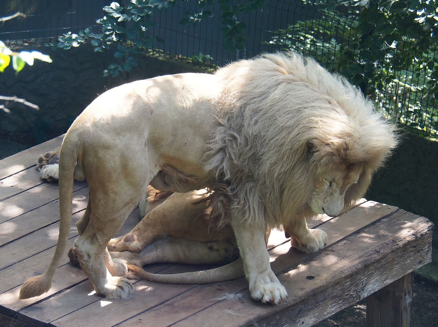 White lion (Panthera leo), 2023-06-24