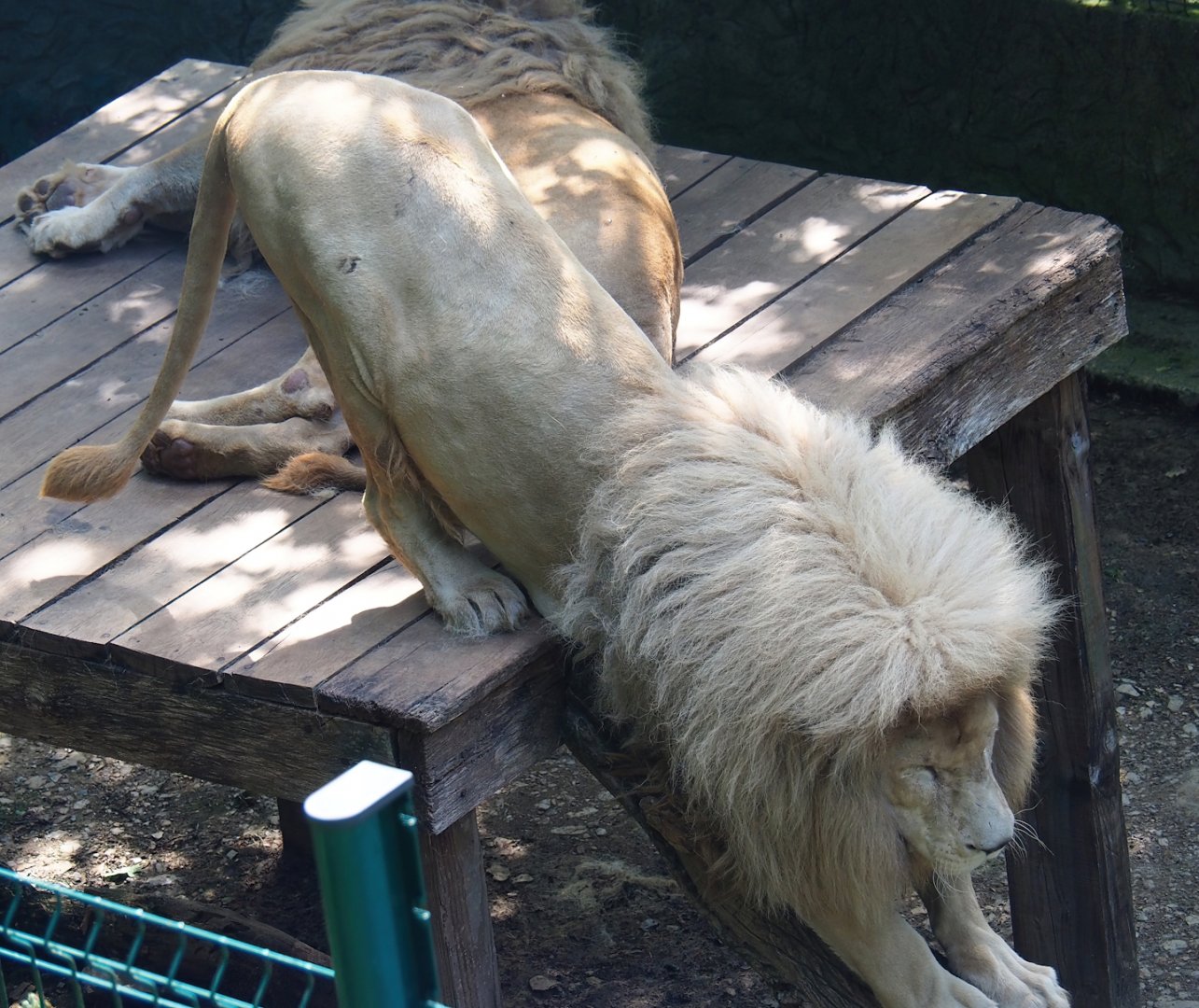 White lion (Panthera leo), 2023-06-24
