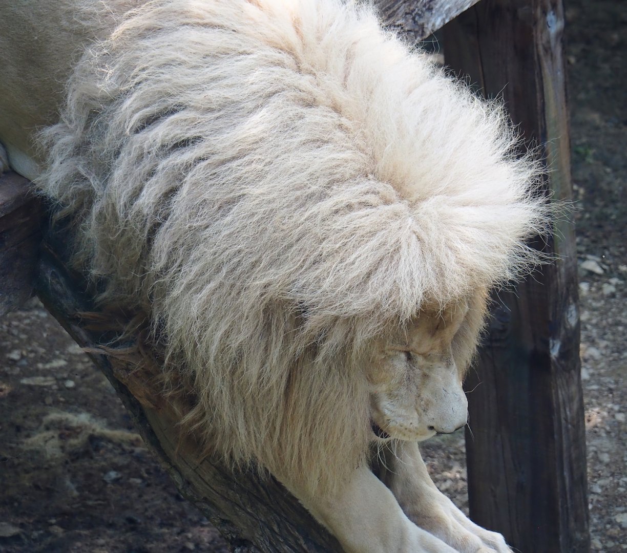 White lion (Panthera leo), 2023-06-24