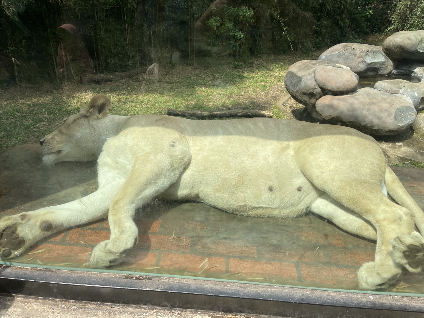 white lion (panthera leo) (3)
