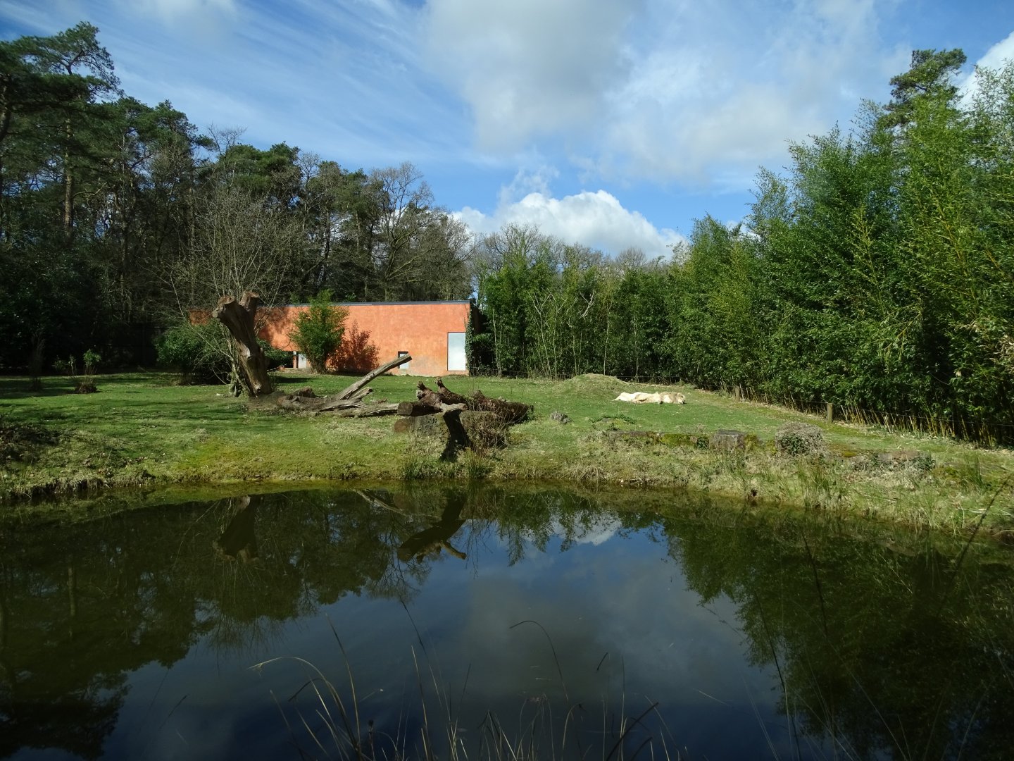 White lion (Panthera leo krugeri) exhibit