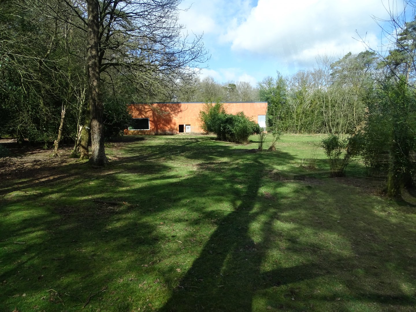 White lion (Panthera leo krugeri) exhibit