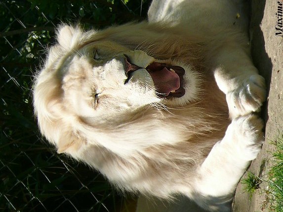 White lion (Panthera leo krugeri) - Zoo de la Flèche