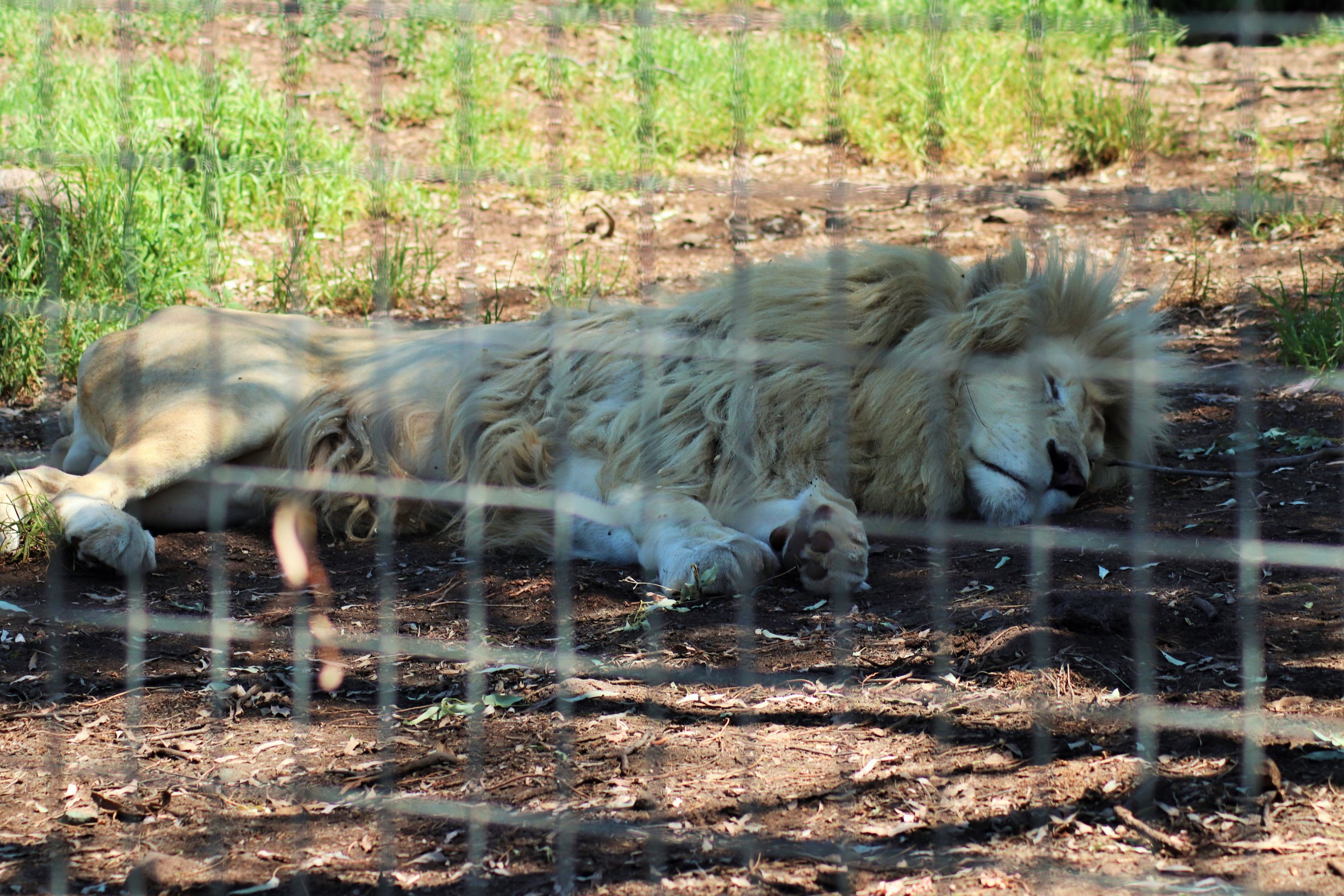 White Lion (Panthera leo krugeri)