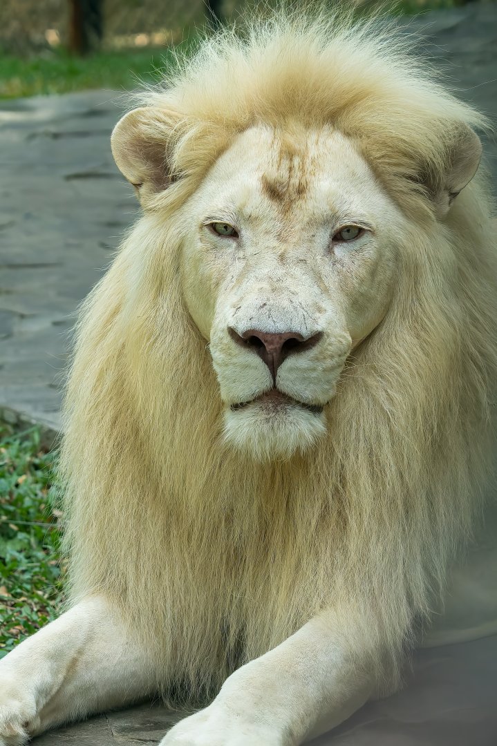 White Lion - Panthera leo krugeri
