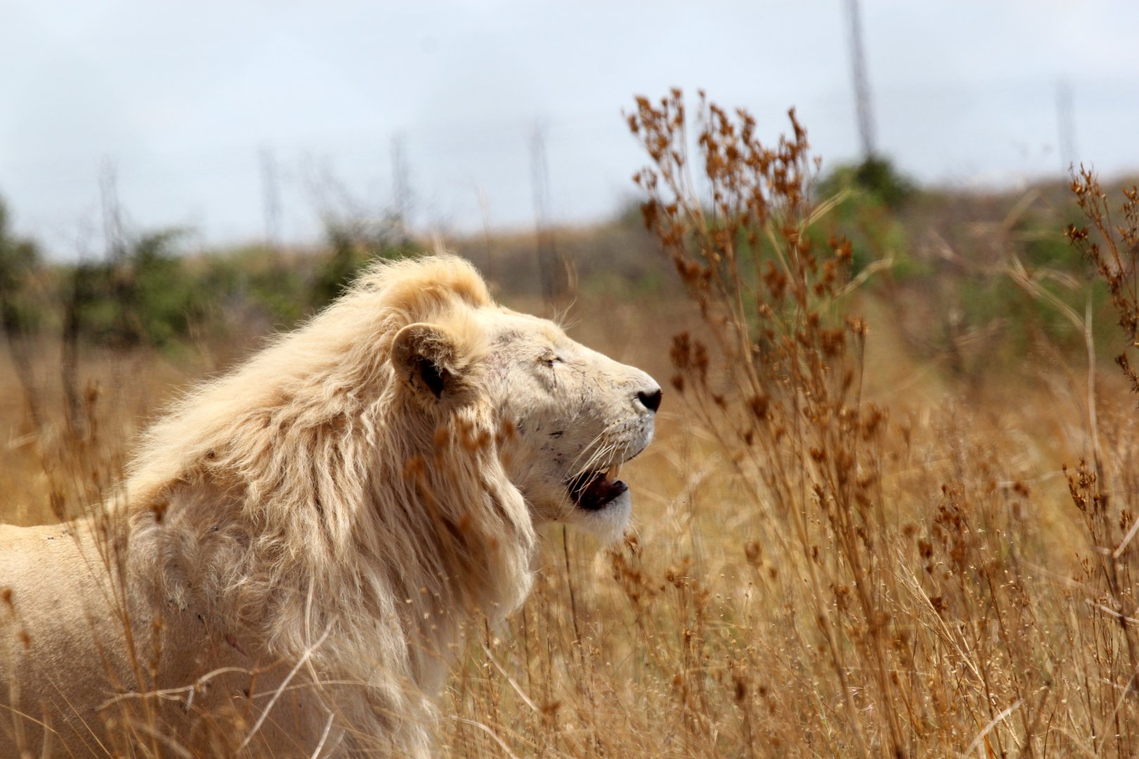 White Lion (Panthera leo melanochaita)
