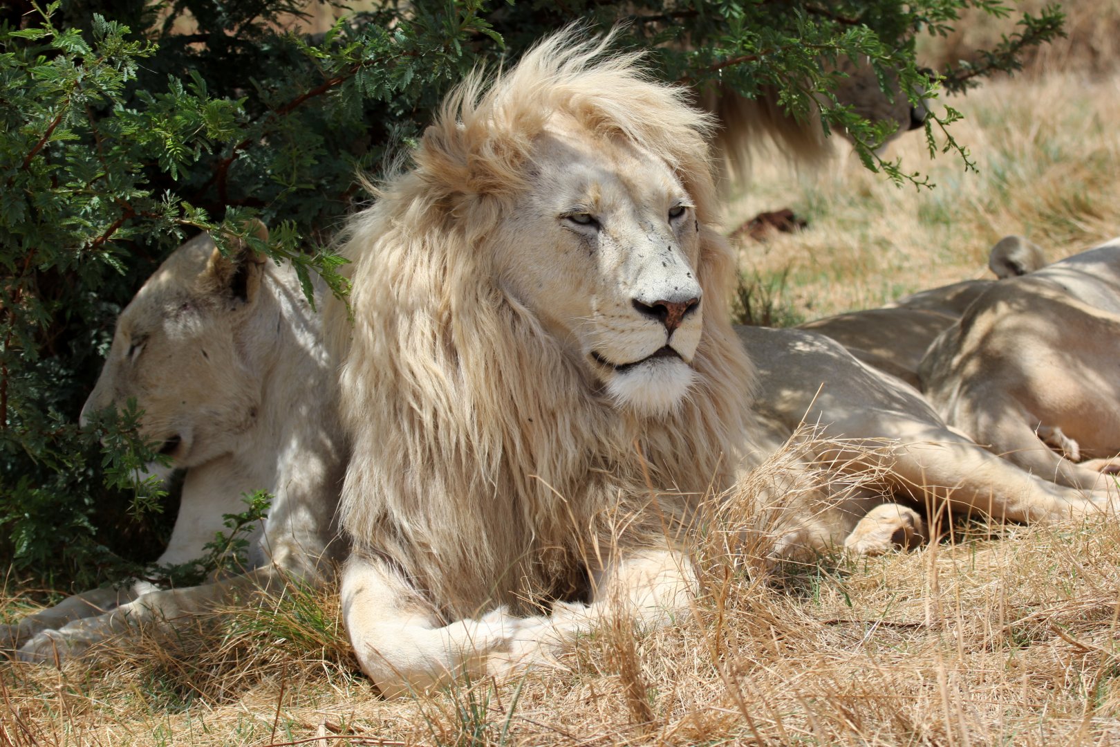 White Lion (Panthera leo melanochaita)