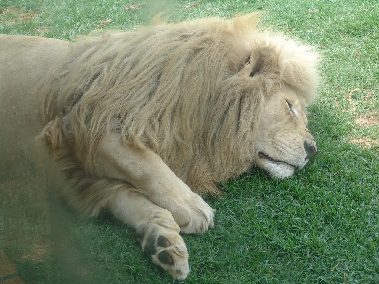 White Lion (Panthera leo)