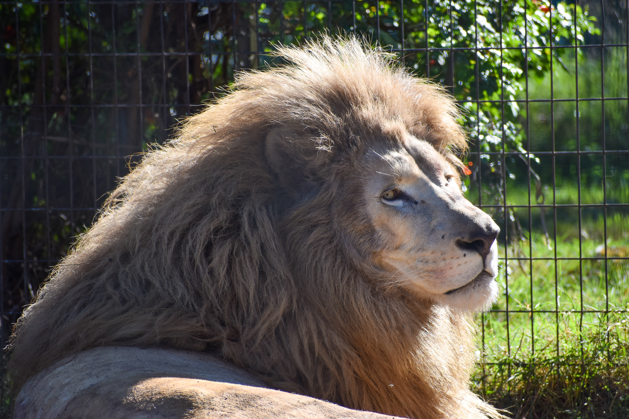 White Lion (Panthera leo)