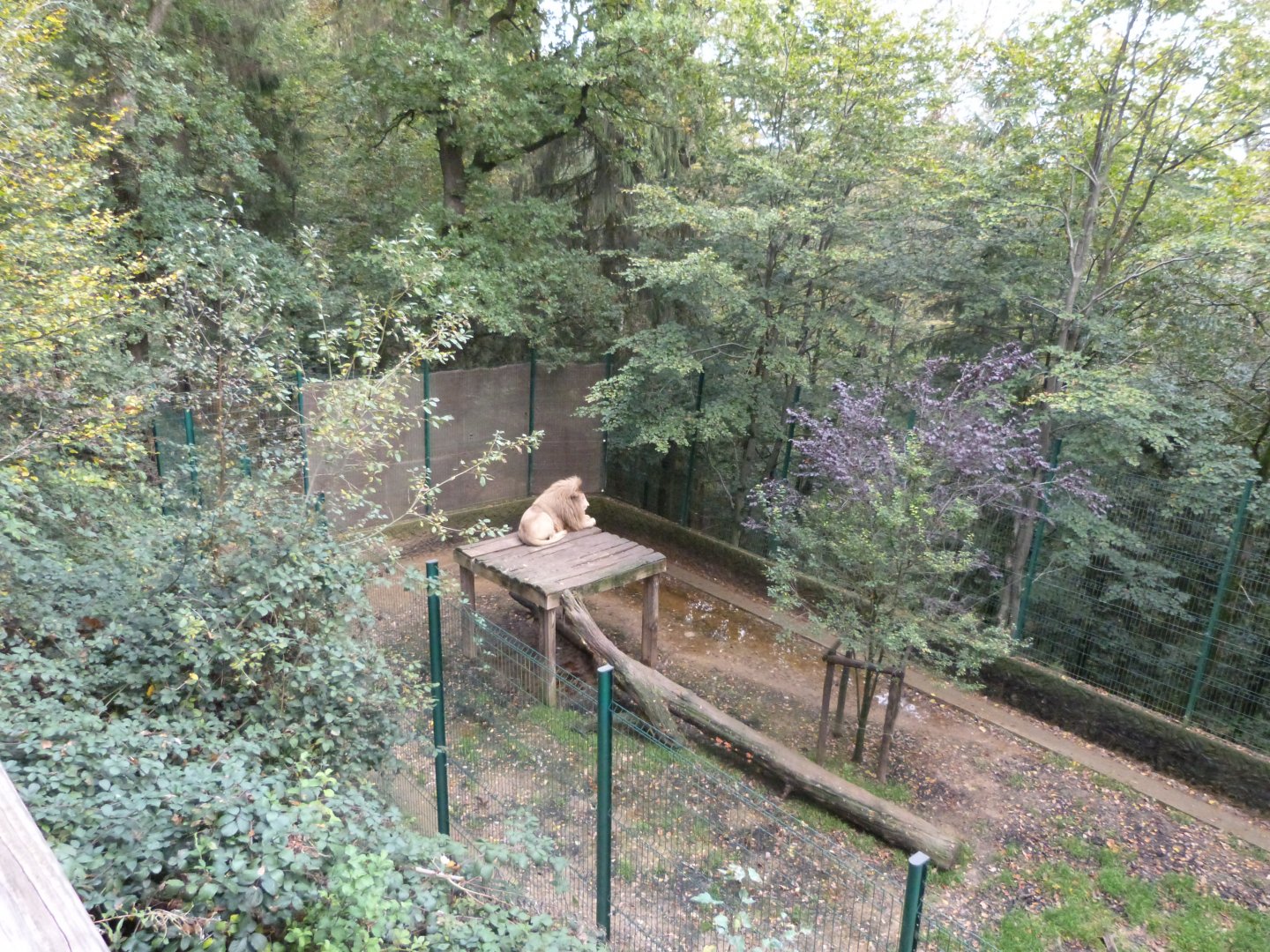White lion - Parc animalier de Bouillon