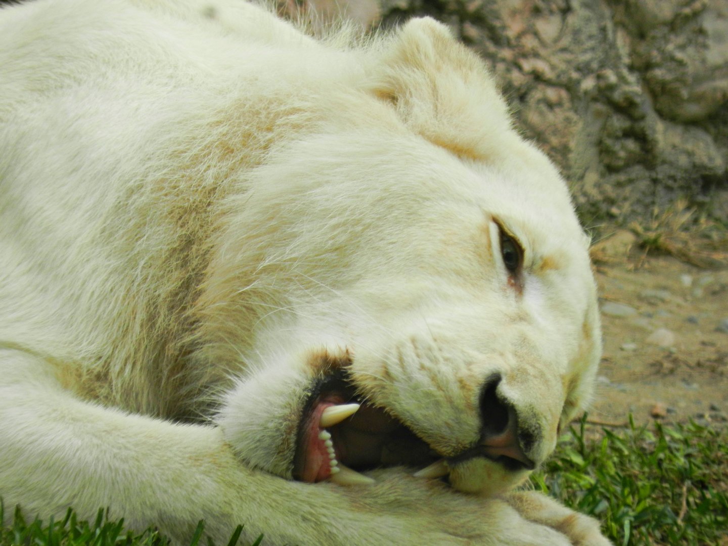 White lion - Parque de Las Leyendas