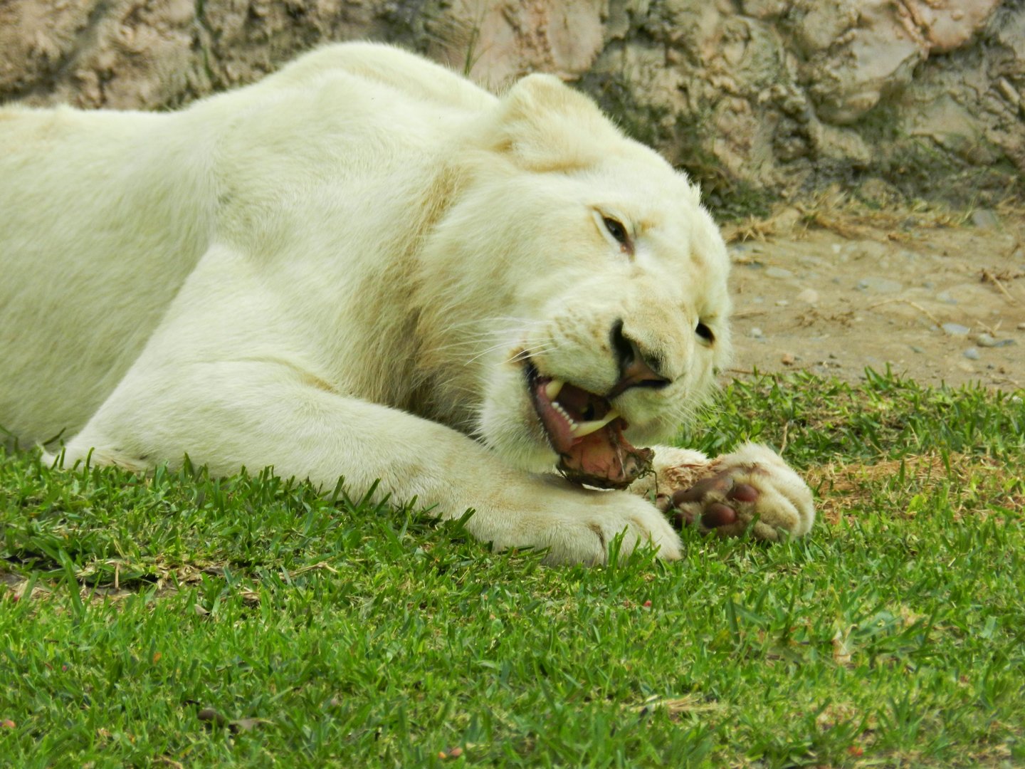 White lion - Parque de Las Leyendas
