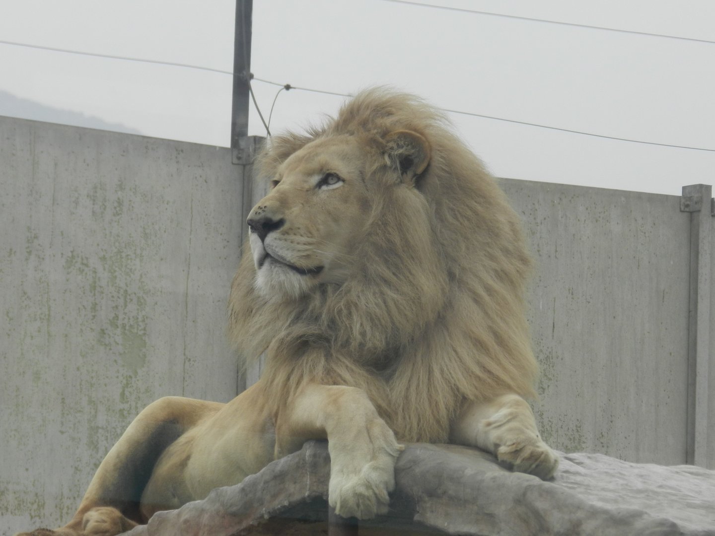 White lion - Parque Zoológico Huachipa