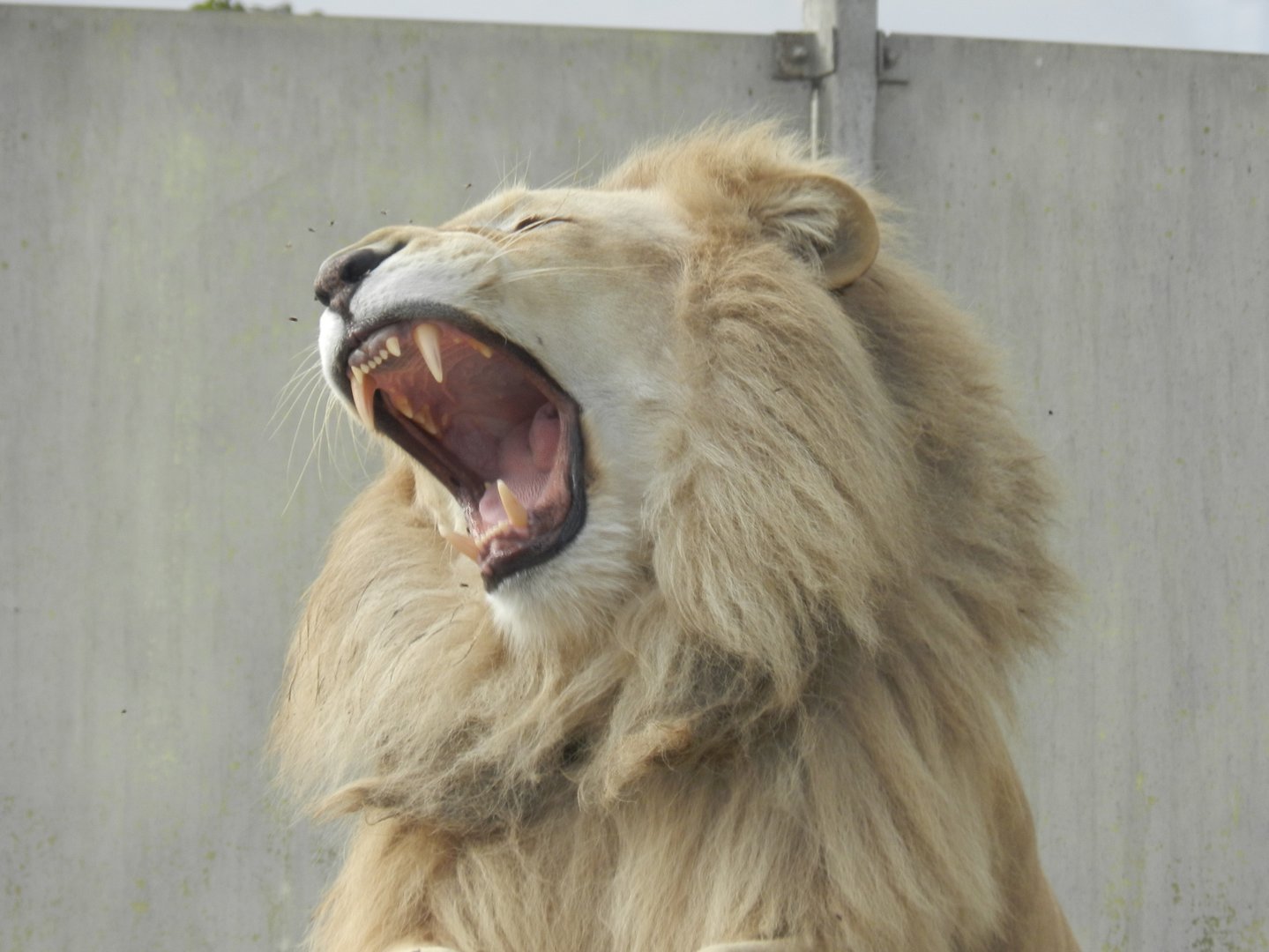 White lion - Parque Zoológico Huachipa