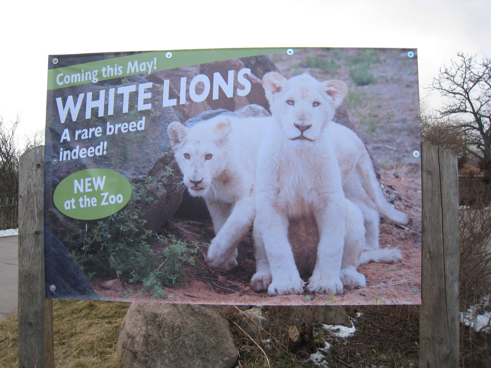 white lion poster #2