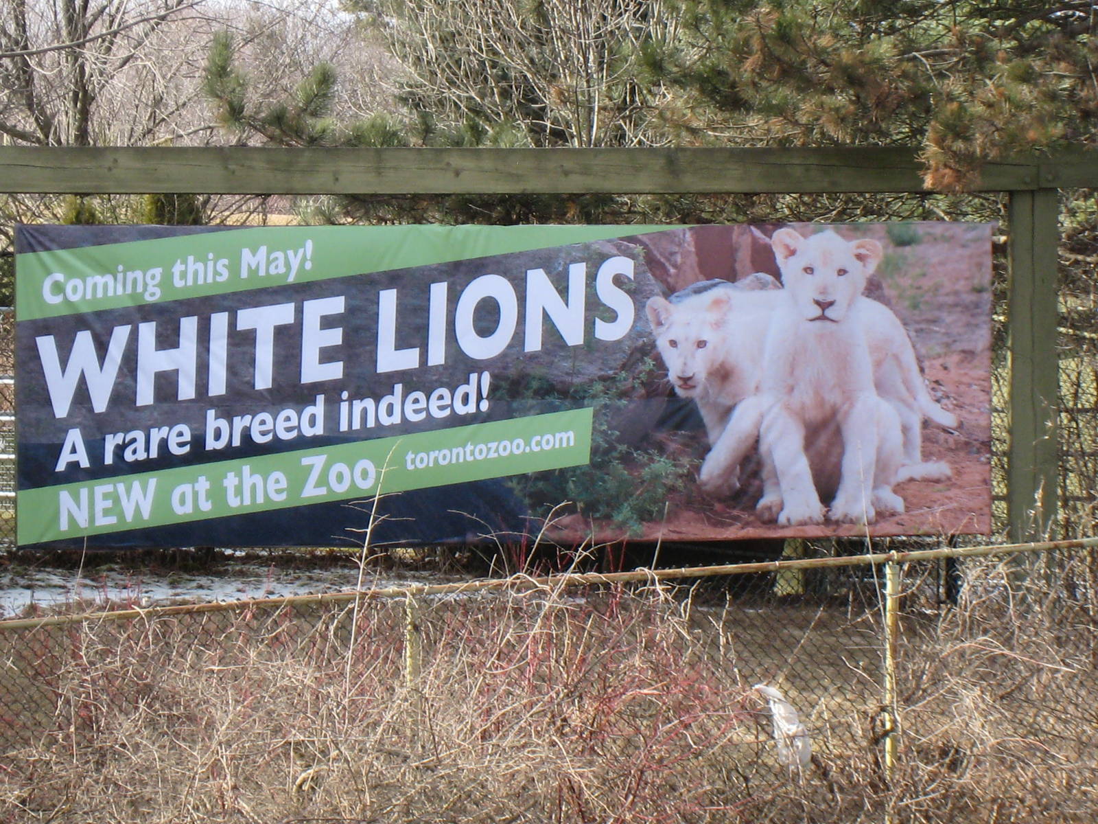 White lion poster