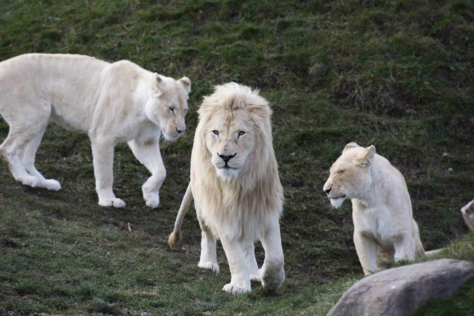 White Lion Pride