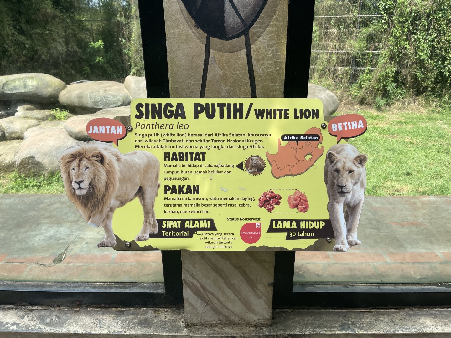 white lion signage (2)