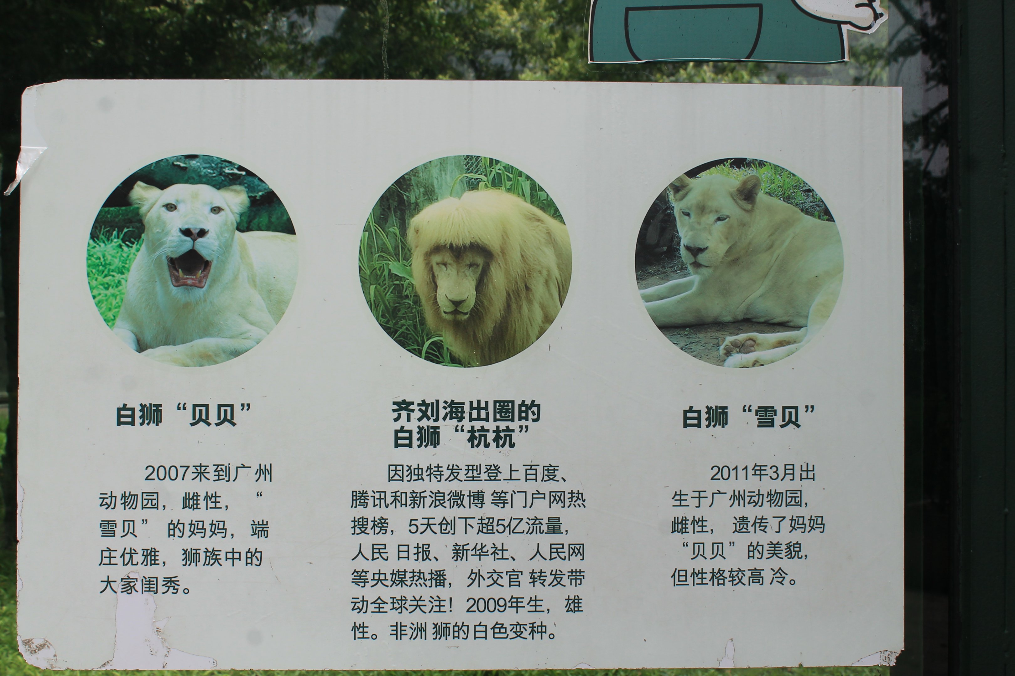 White Lion signage