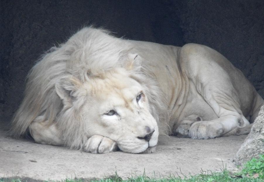 White Lion Sleeping