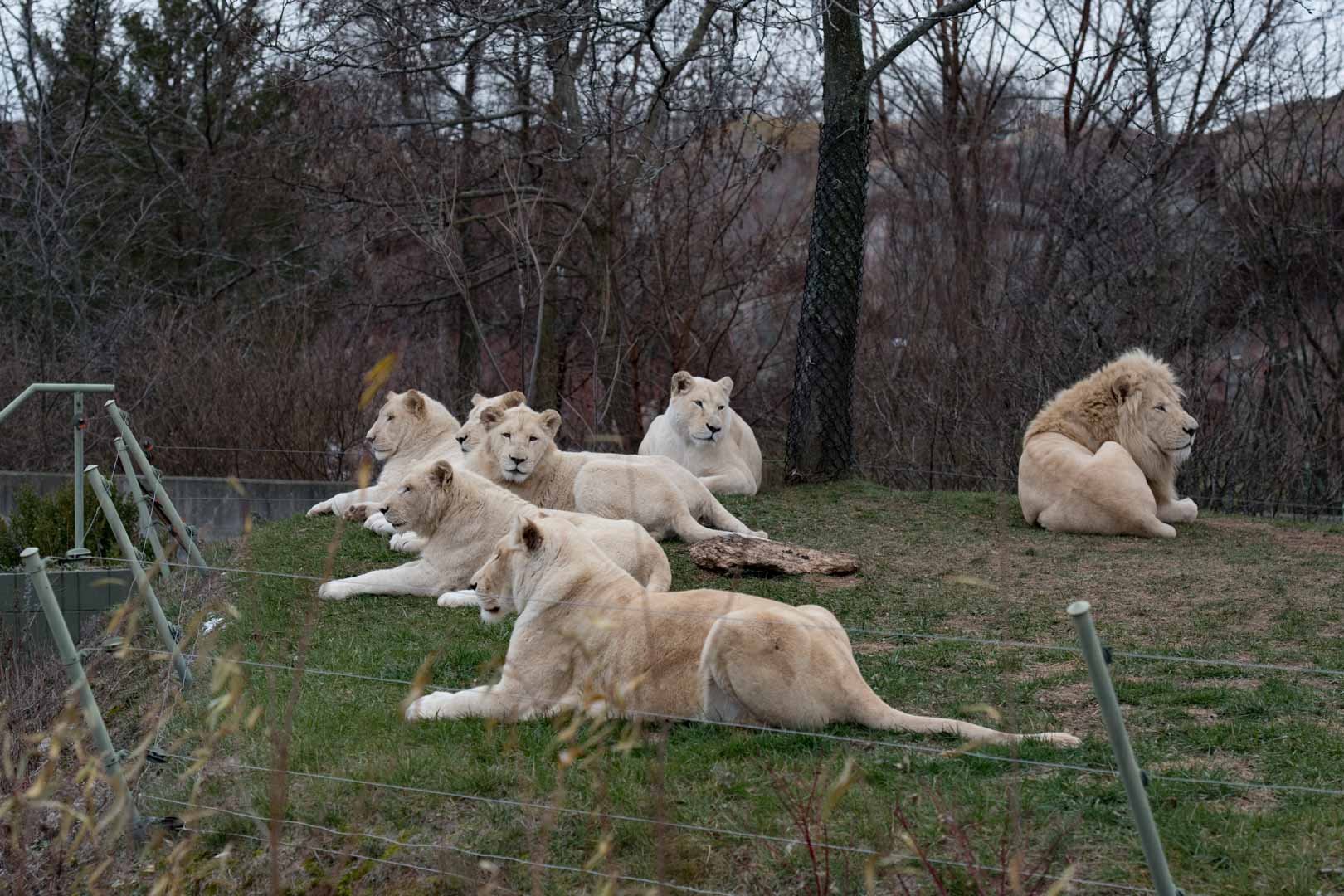 White Lion (The whole Pride)