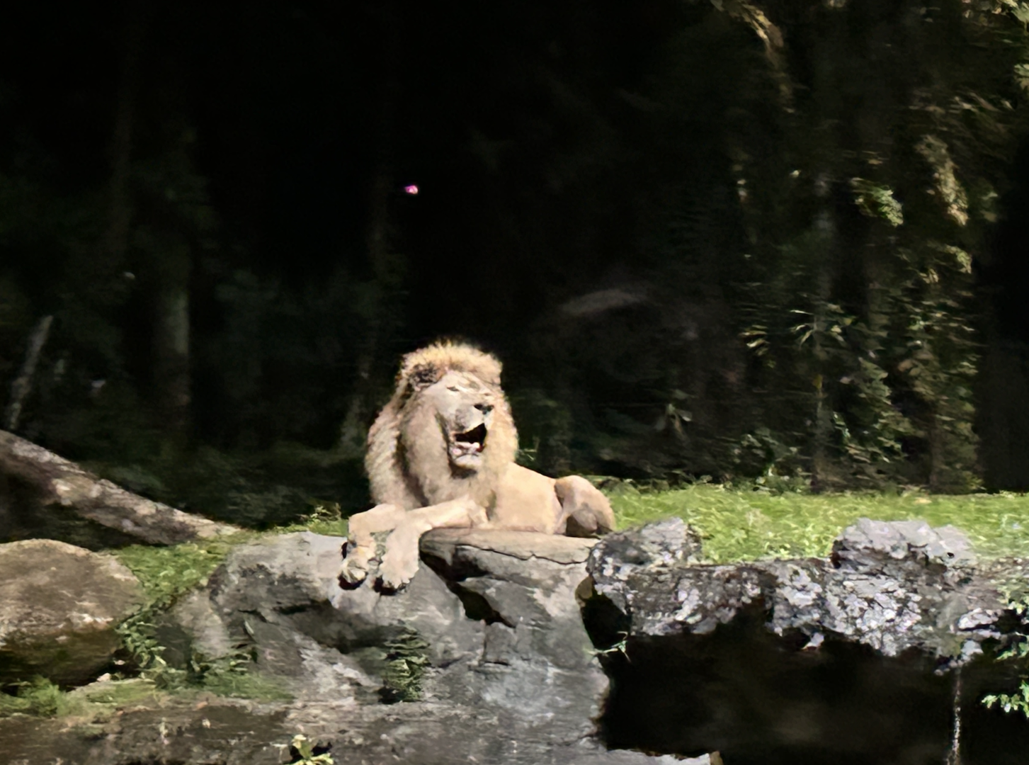 White Lion, Tram Ride