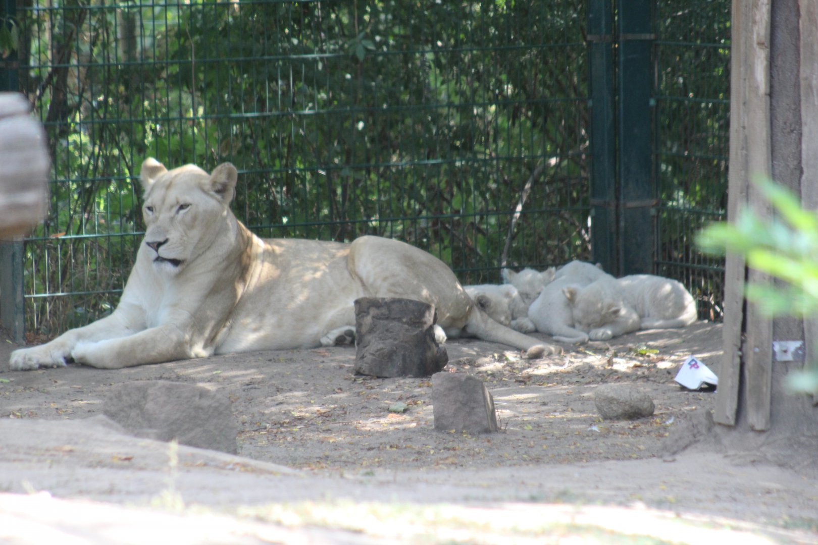 White Lion with Cubs