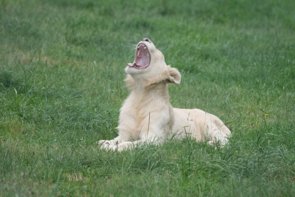 White Lion yawning