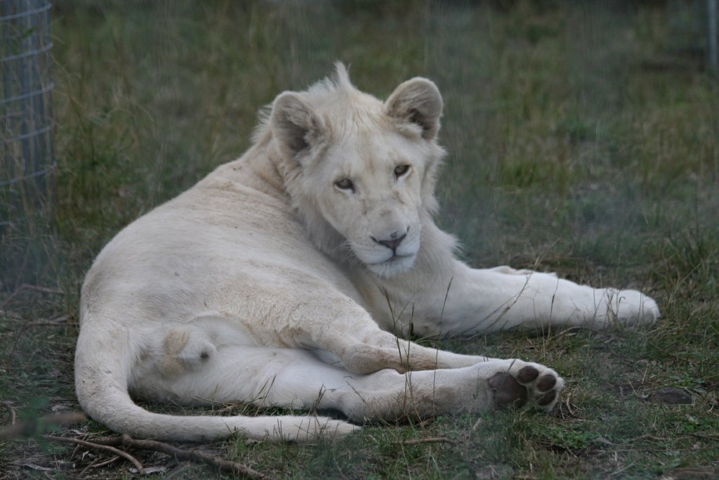 White Lion