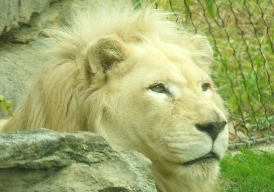 white lion