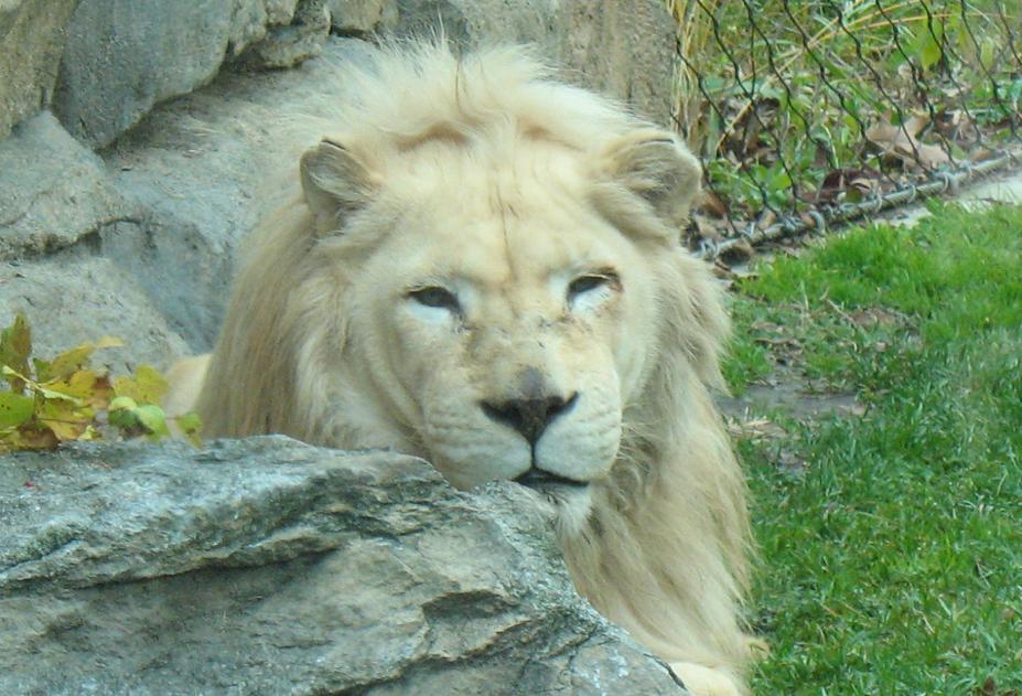 White Lion