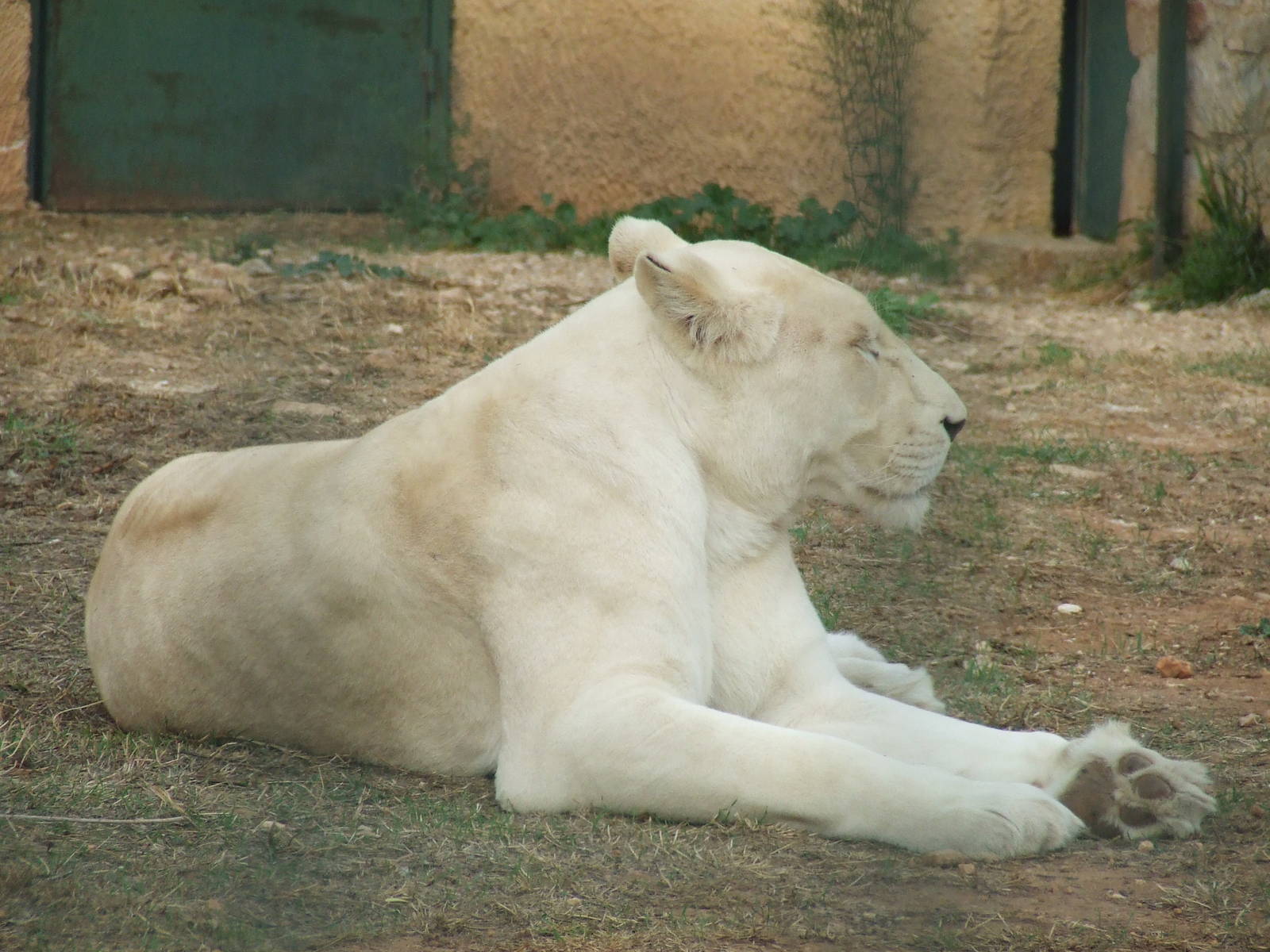 White lion