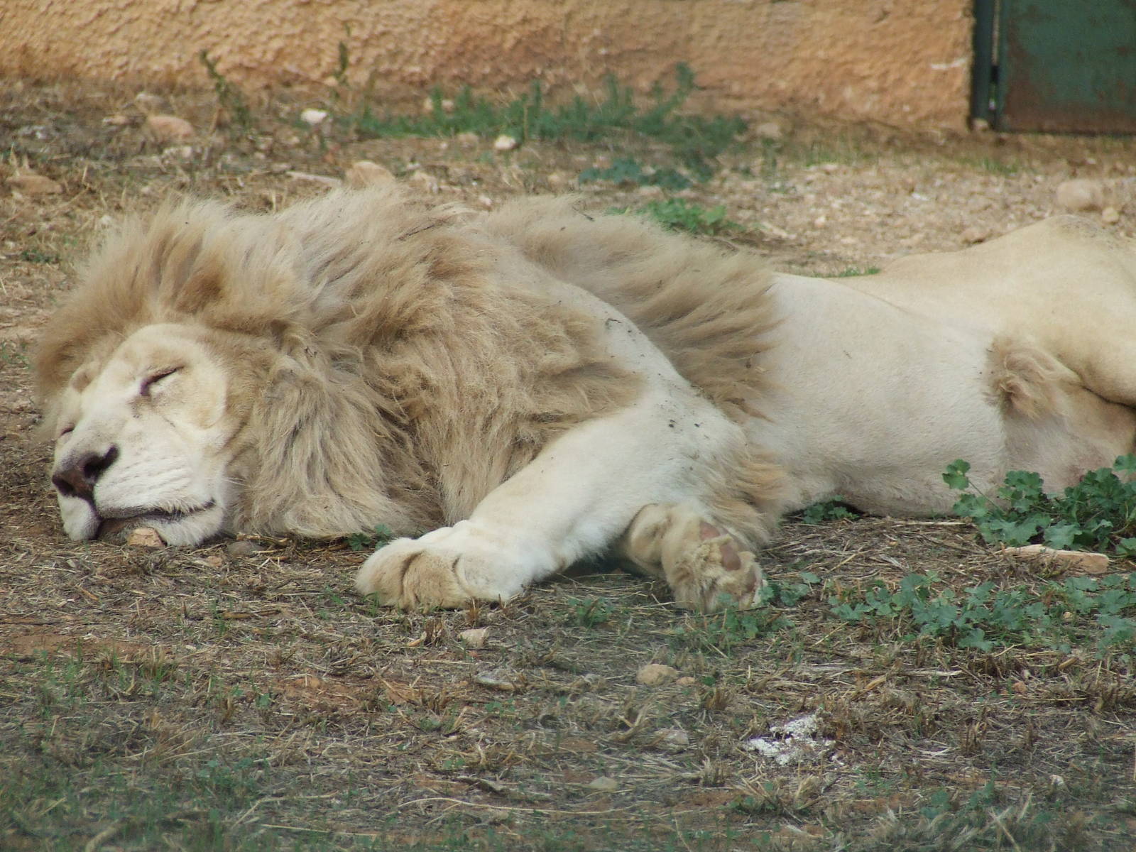 White lion