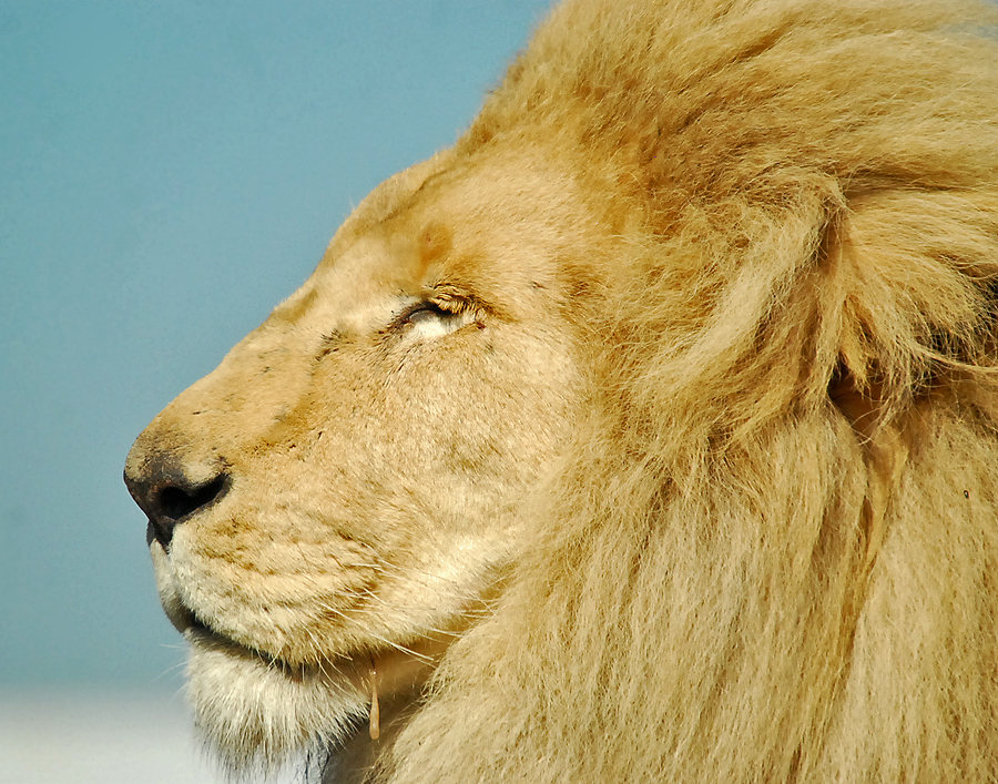 white lion