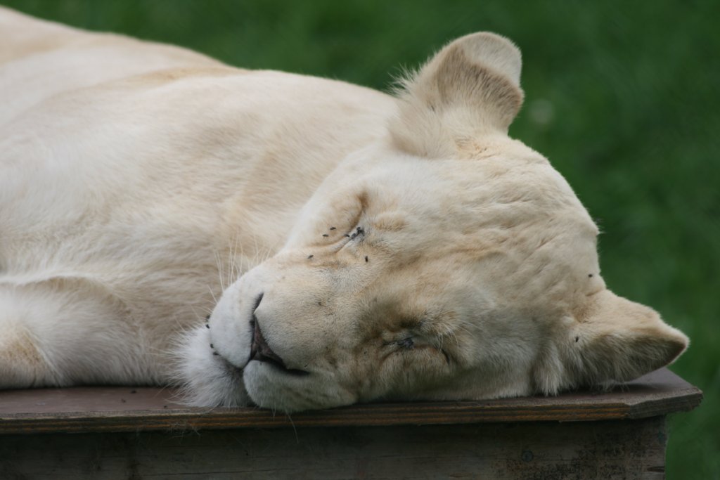 White Lion