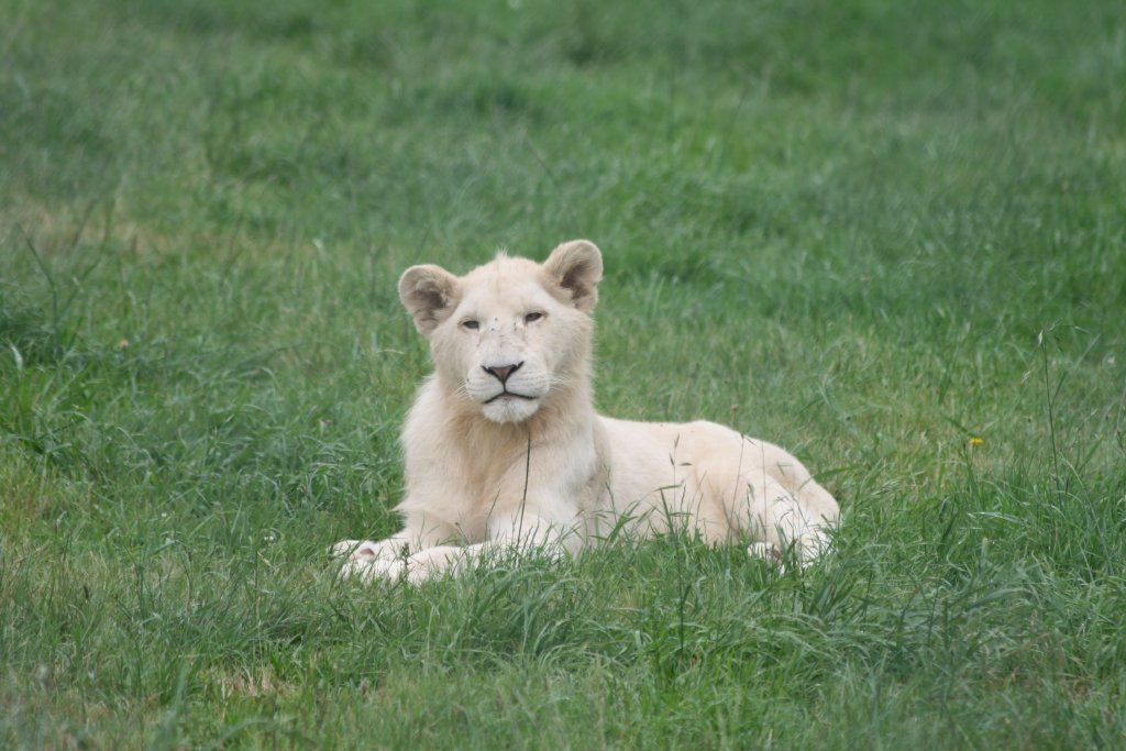 White Lion