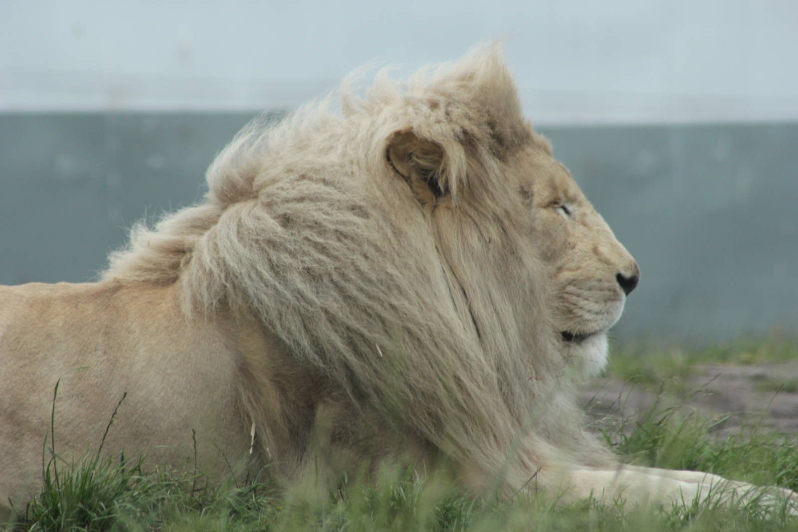 White lion