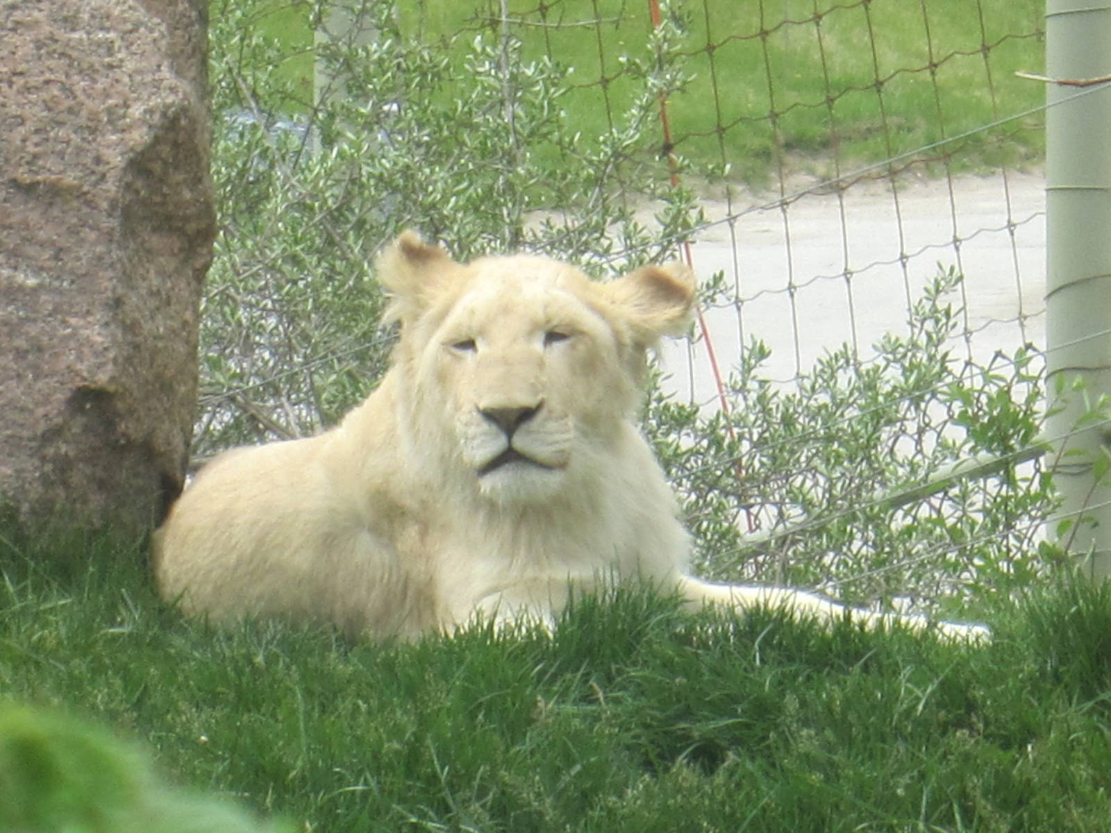 White Lion
