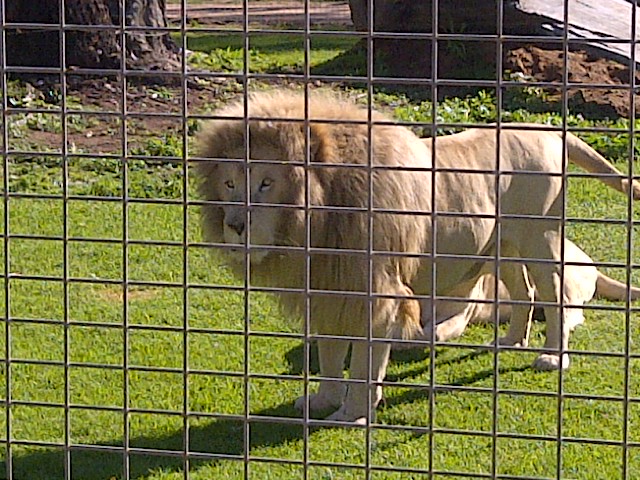 White Lion
