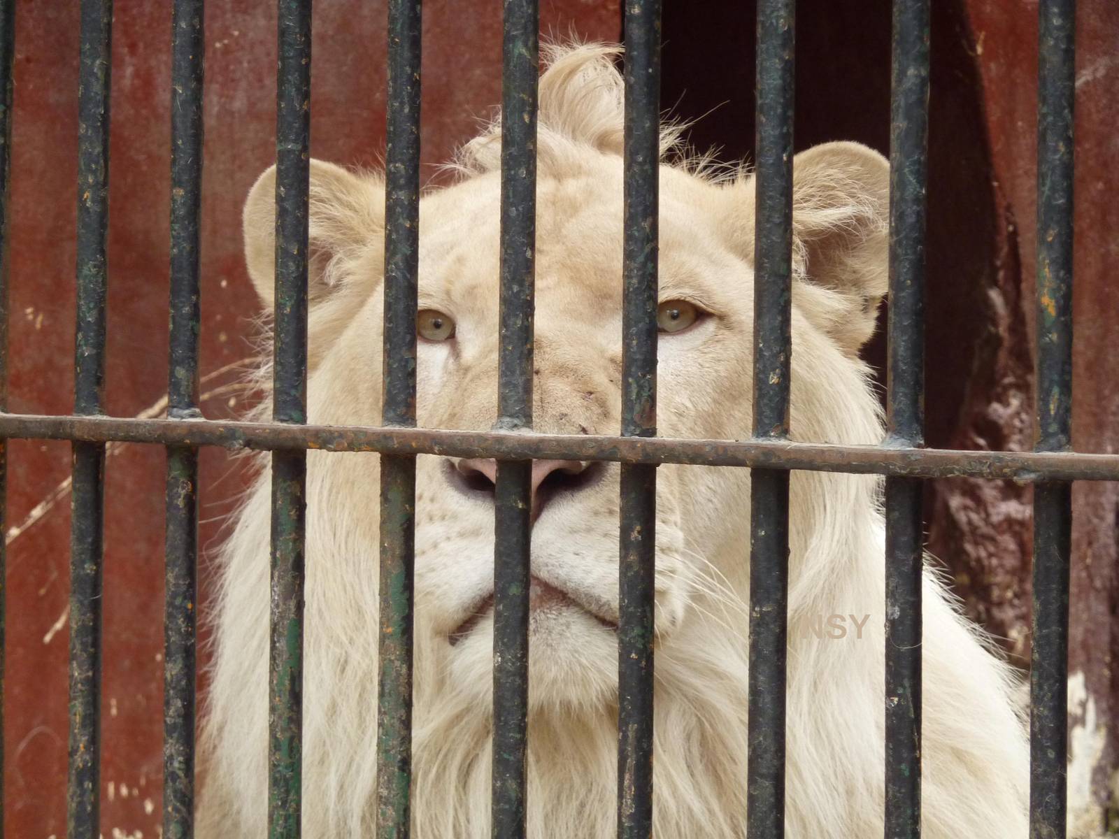 White lion
