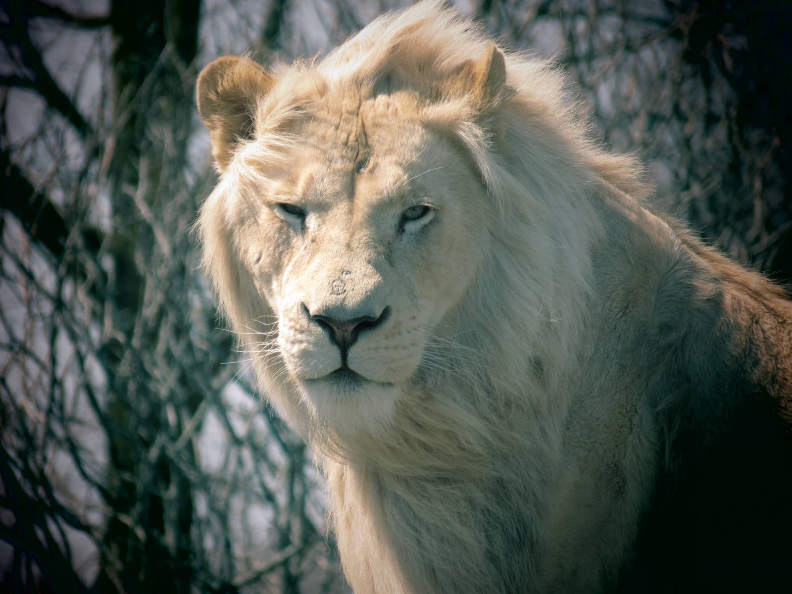 White Lion