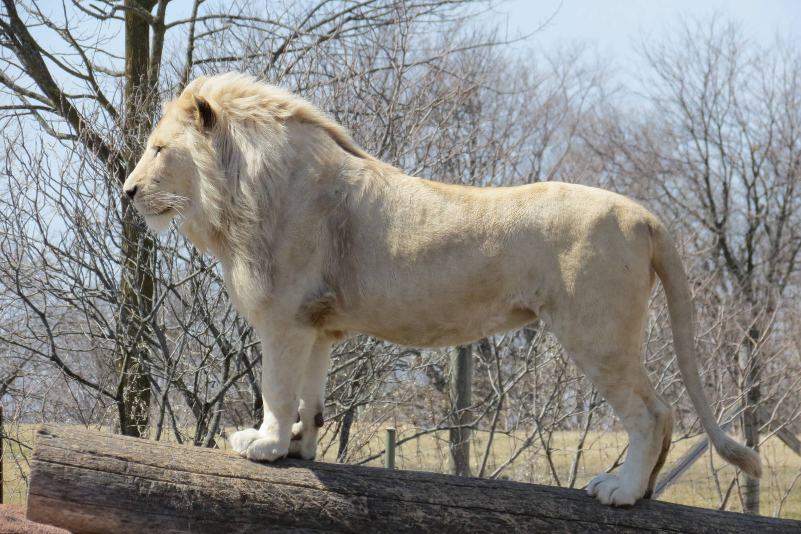White Lion