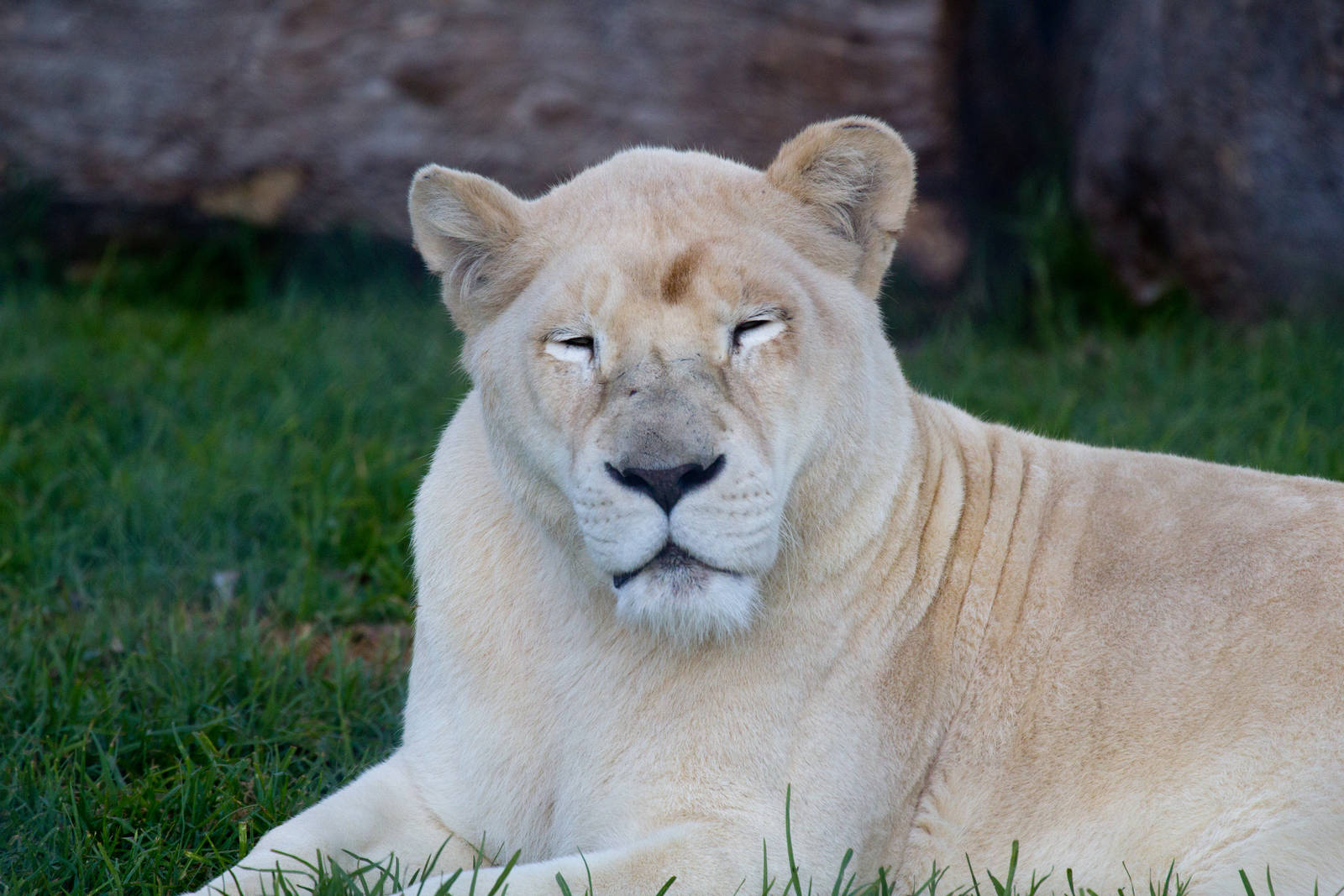 White Lion