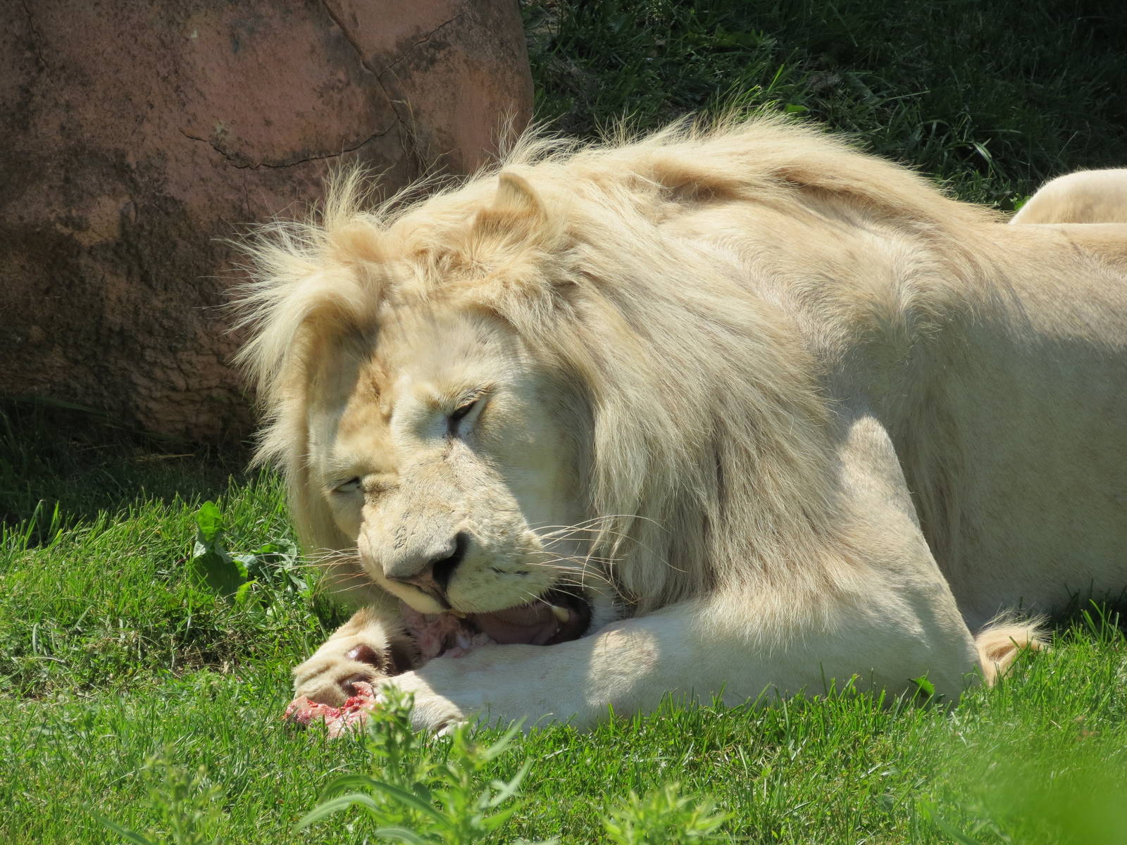 White Lion