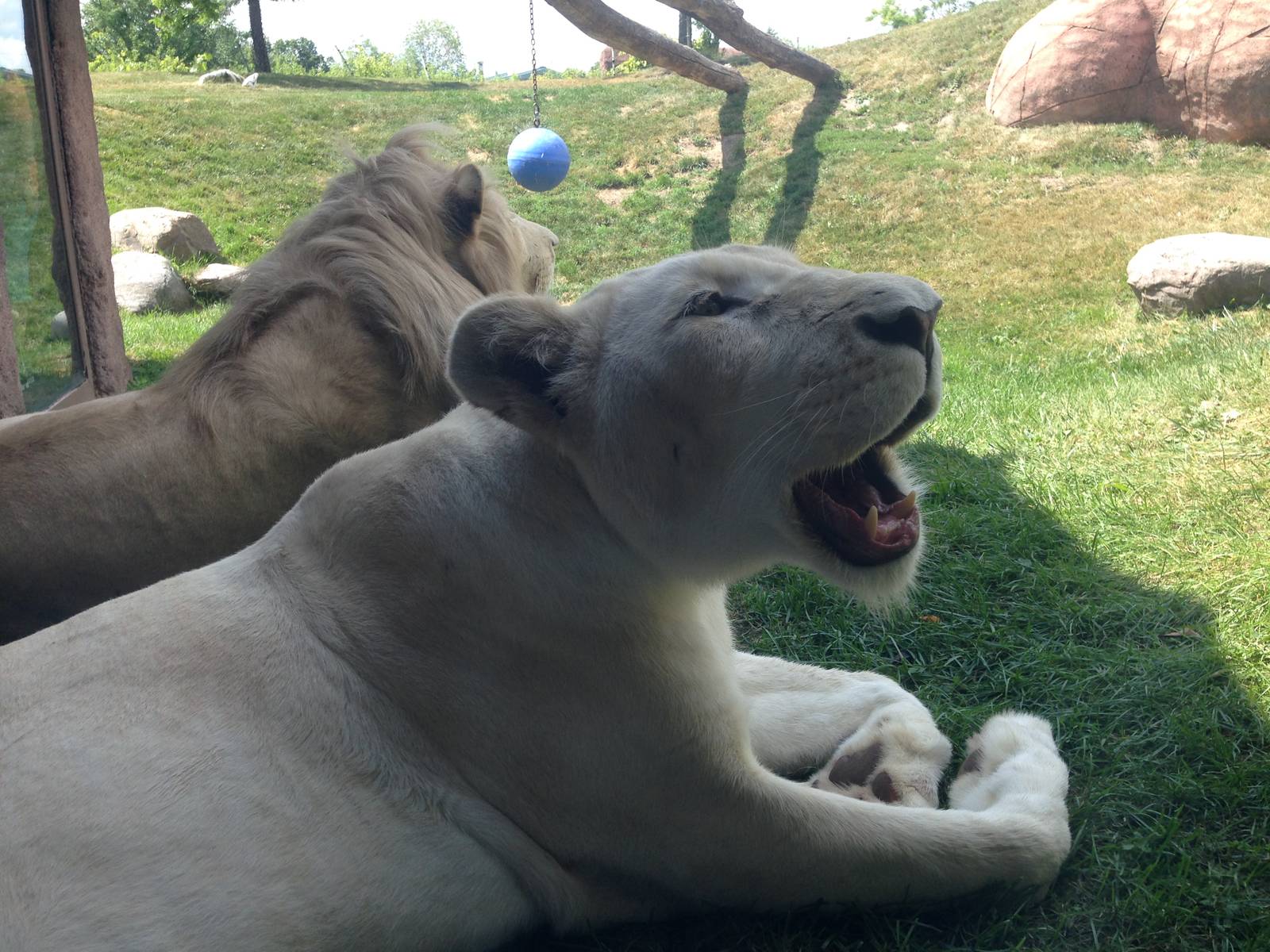 White Lion