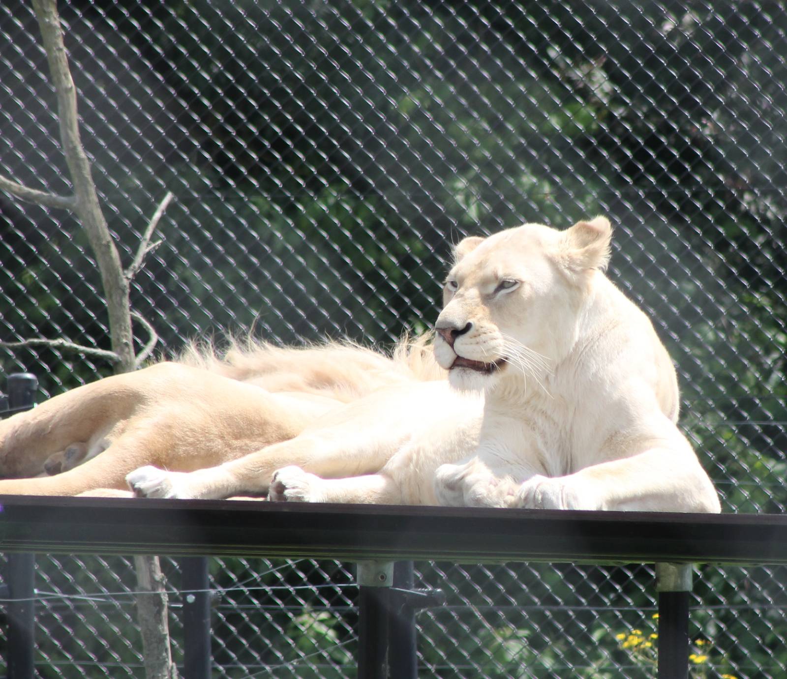 White lion