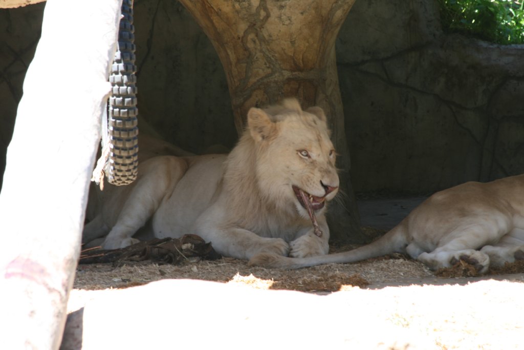 White Lion