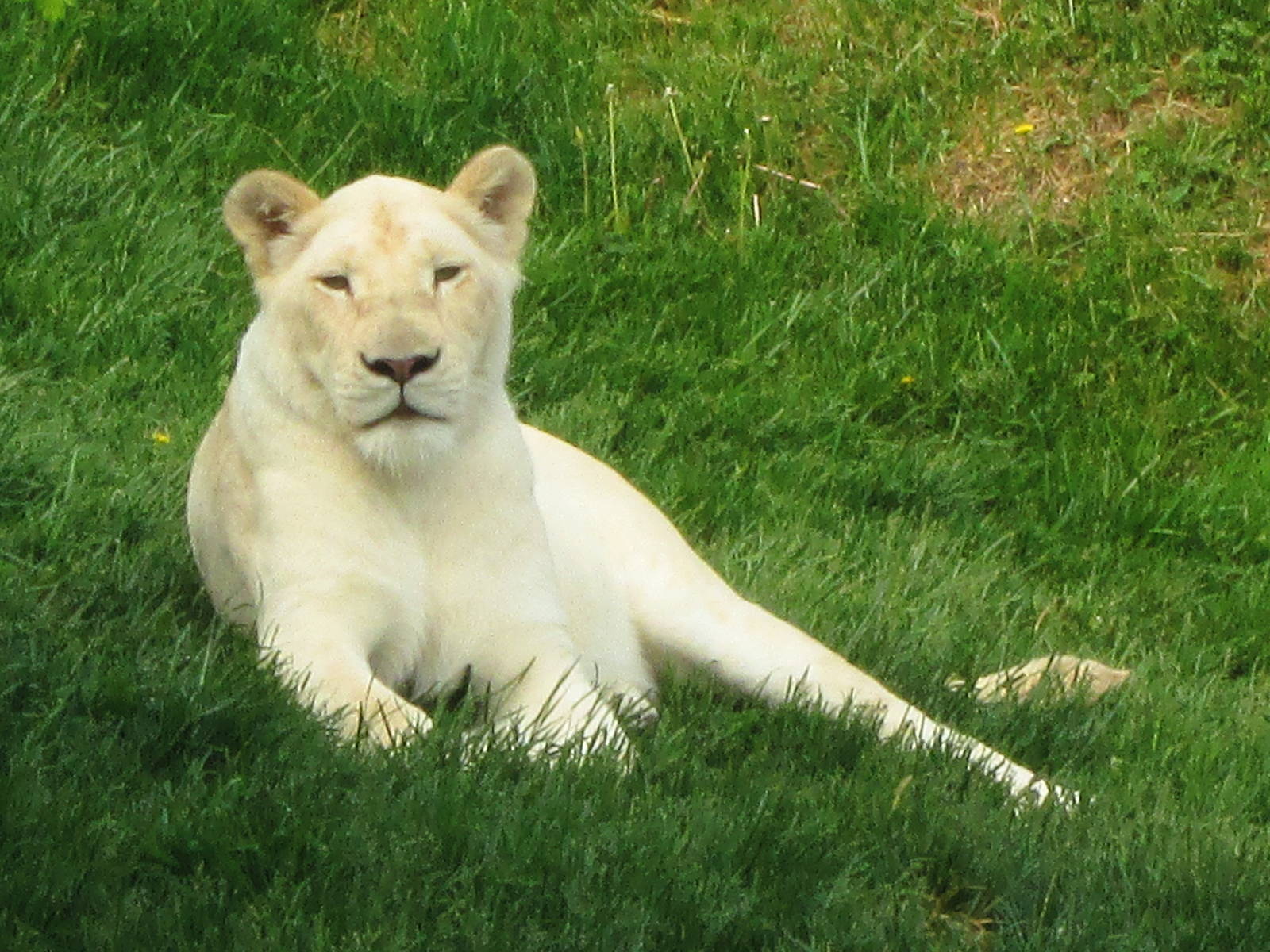 White Lion